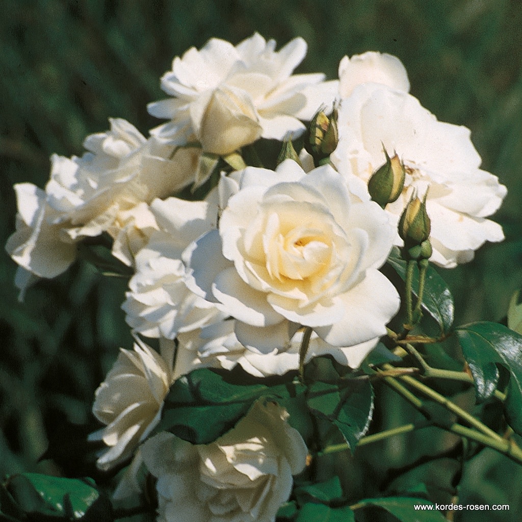 Роза парковая Шнивитчен штамб 80